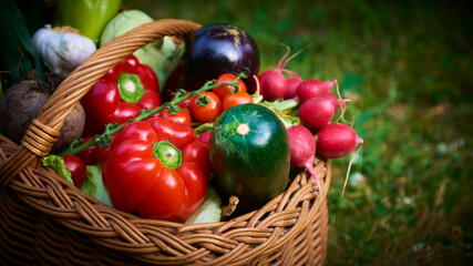 Wicker basket with fresh natural vegetables on a background of green lawn. Selective focus