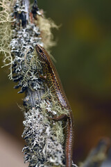 common skink