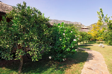 Fototapeta na wymiar Mediterranean garden with footpath, trees and huts - Cirali, Antalya Province, Turkey, Asia