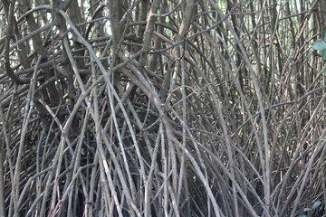 mangrove plants with long deep roots into marshy land