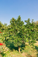 Fototapeta na wymiar Orange orchard