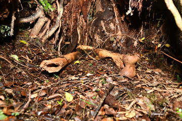 bones of an eastern moa