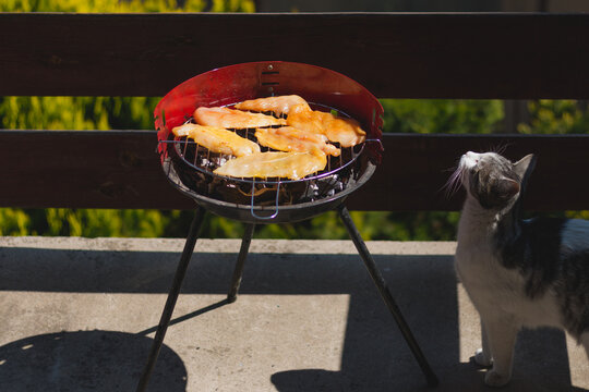Side view of chicken breast on barbecue grill coocking on summer day, domestic cat enjoying the smell of food
