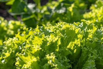 natural lighting of the frame. Green lettuce leaves in the garden, vegetable garden. Eco product is grown without chemicals