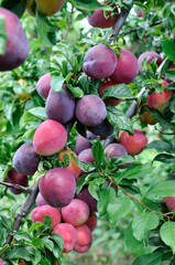  ripe cherry-plums on a tree branch in the orchard,vertical composition