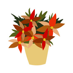 The flowering poinsettia plantin pot isolated on white background. A traditional symbol of Christmas and New year. Sample of poster, invitation and other cards. Vector cartoon close-up illustration
