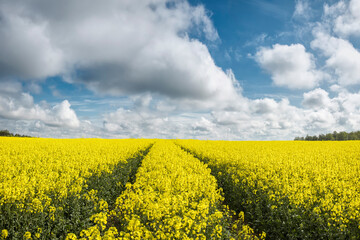 Obraz premium Yellow rapes flowers and blue sky with clouds.