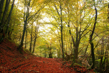 Beautiful golden autumn landscape