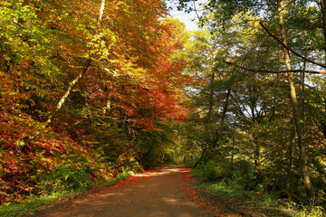 Fototapeta premium Beautiful golden autumn landscape