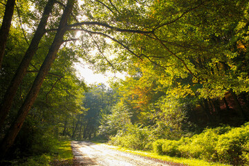 Fototapeta premium Beautiful golden autumn landscape