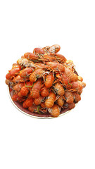 Lots of boiled red crayfish with dill on a plate. Delicious seafood food, beer snack. Close-up. Isolation on a white background.