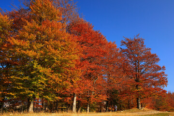 Beautiful golden autumn landscape