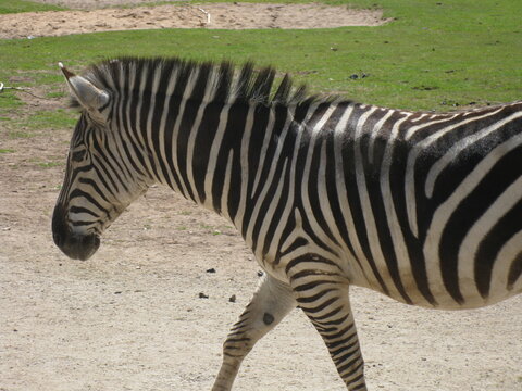 Zebra