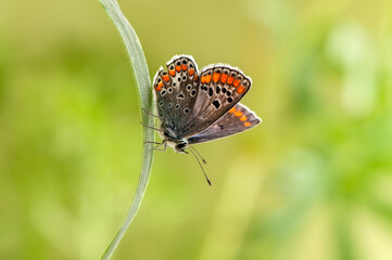 the common butterfly Polyommatus icarus awaits dawn in a meadow on a dry blade of grass