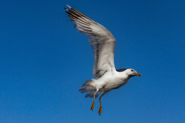 seagull on blue sky