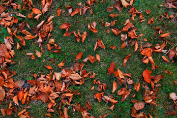 Beautiful golden autumn landscape