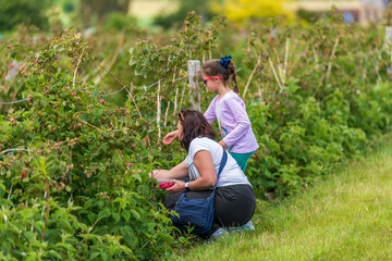 Young female and her daughter are picking fresh farm raspberries in field in Sevenoaks, Kent