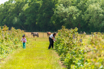 Young female and her daughter are picking fresh farm raspberries in field in Sevenoaks, Kent
