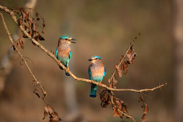 Indian Roller Couple enjoying evening sun in the forest of Nagarhole Tiger Reserve in South India.