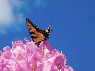 butterfly on flower