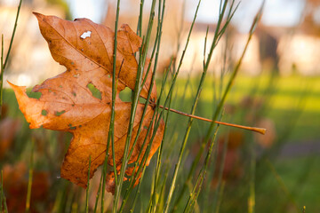 Autumn leaf color is a phenomenon that affects the normal green leaves of many deciduous trees and...