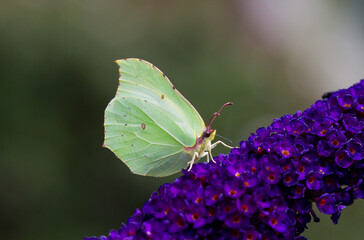 Common brimstone butterfly on flower of Summer lilac
