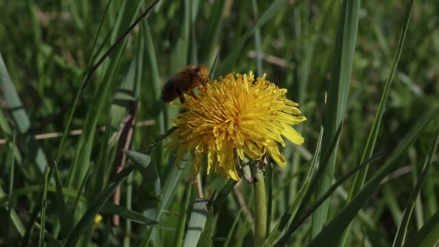 A bee sits on a yellow spring flower. Insect in the natural wildlife.