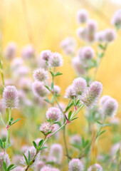 Wildflowers pink inflorescence a panicle in the meadow on soft yellow background in sun light in summer