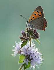 Fototapeta na wymiar Lycaena virgaureae butterfly on a forest flower in the early morning in a forest glade