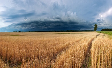 Rye field with dramatic sky on the background. Dramatic cloudy sky in the fields.