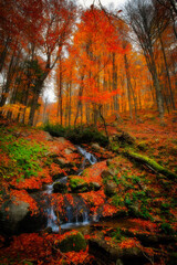 Fototapeta na wymiar The colors of autumn. It's autumn time. Colorful leaves.