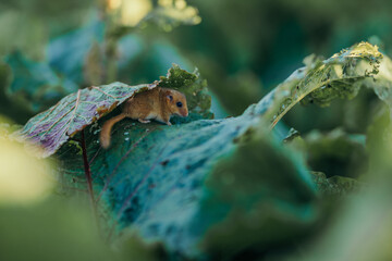 A close up of an animal mouse