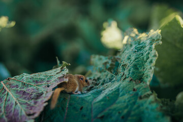 A close up of a reptile mouse