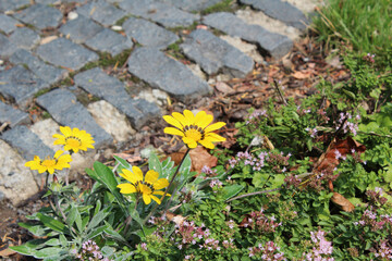 Small sweet flowers next to a stone footpath