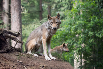 Wolf with cub