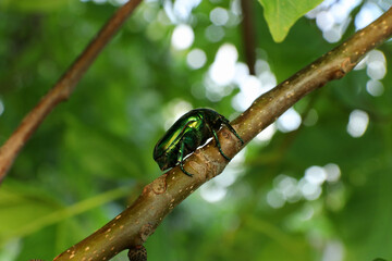 Beetle bronze crawling on a tree branch.  Сetonia aurata.  Agricultural pests.