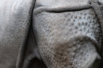Skin of a rhinoceros © Mariska
