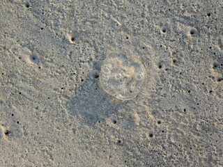Jellyfish in sand