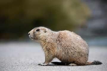Prairie dog 