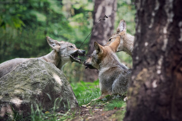 Three wolf cubs play in de forest
