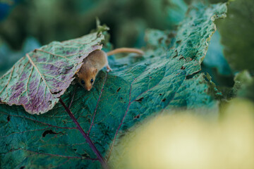 A close up of a bird mouse