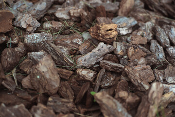 the bark of a tree lies on the ground