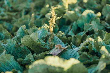 Obraz na płótnie Canvas A close up of a flower mouse