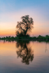 Isolated tree in a lake in the desert with mirror like reflections in the water around desert vegetation during sunset