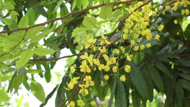 yellow flower on the tree