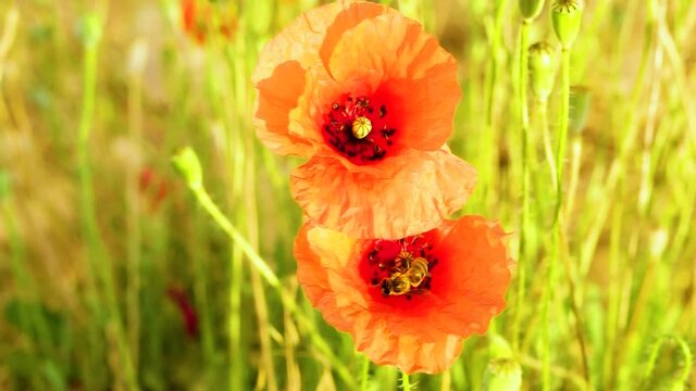 Bees taking pollen from poppies. Concept of animal life and environment.