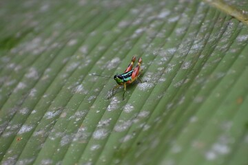 insect on a leaf