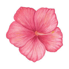Red Hibiscus flower isolated on a white background. Petunia. Mirabilis. Mallow. Single red flower