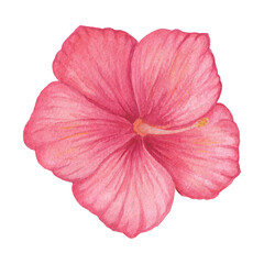 Red Hibiscus flower isolated on a white background. Petunia. Mirabilis. Mallow. Single red flower