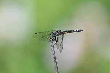close up of a dragonfly